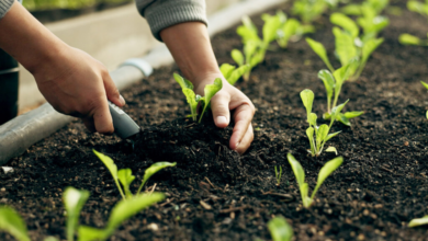 القصيم: اعتماد 55 نوعاً نباتياً لدعم التشجير ومكافحة التصحر