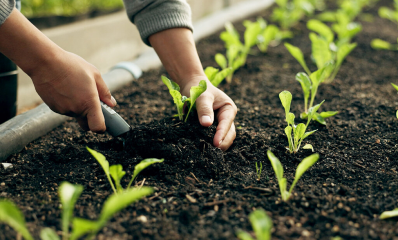 القصيم: اعتماد 55 نوعاً نباتياً لدعم التشجير ومكافحة التصحر