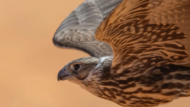 صقر يحقق 120 ألف ريال في مهرجان الملك عبدالعزيز للصقور 2025