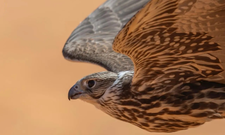 صقر يحقق 120 ألف ريال في مهرجان الملك عبدالعزيز للصقور 2025