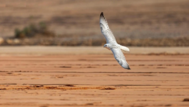 انطلاق مسابقة المزاين بمهرجان الملك عبدالعزيز للصقور 2025