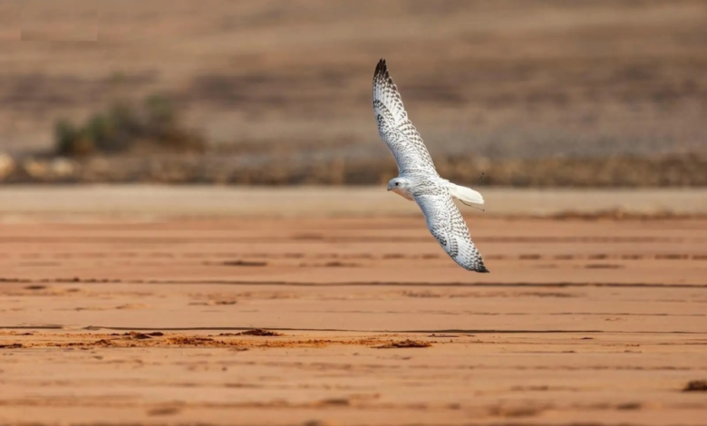 انطلاق مسابقة المزاين بمهرجان الملك عبدالعزيز للصقور 2025
