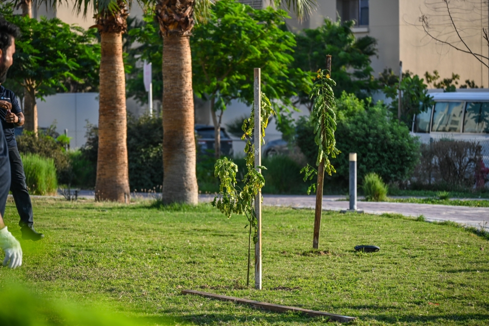 صيانة الأشجار في الظهران