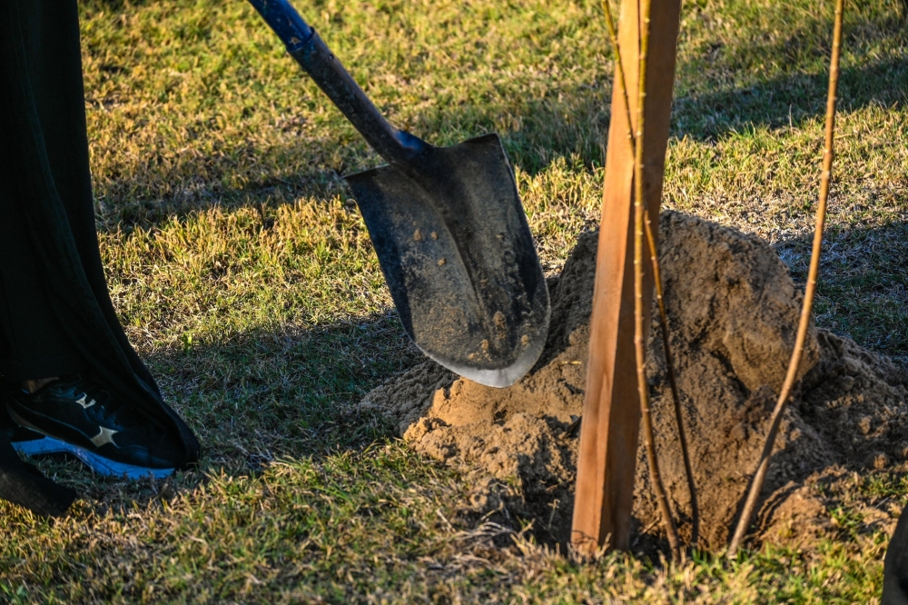 زراعة الزهور الموسمية بالظهران