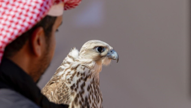 نتائج مزاين الصقور في مهرجان الملك عبدالعزيز 2025 - اليوم الثاني