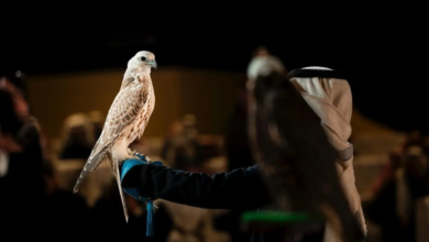 نتائج مزاين الصقور في مهرجان الملك عبدالعزيز 2025