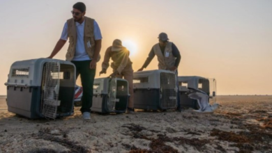 الحياة الفطرية تطلق 63 طائراً بحرياً في جدة لتعزيز التنوع الأحيائي