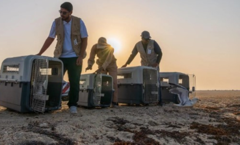 الحياة الفطرية تطلق 63 طائراً بحرياً في جدة لتعزيز التنوع الأحيائي