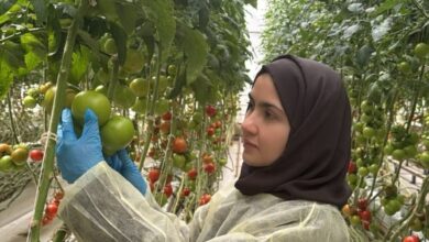 فاطمة عبدالحكيم: ابتكار سعودي يعزز مناعة النبات والأمن الغذائي