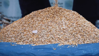 إحباط تهريب 4.7 ملايين حبة كبتاجون بميناء جدة الإسلامي