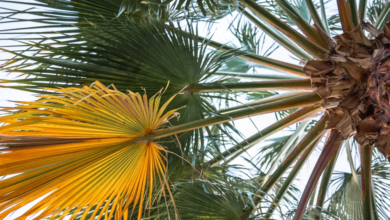 نقل لجنة مكافحة سوسة النخيل إلى مركز وقاية بقرار وزاري