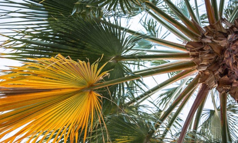 نقل لجنة مكافحة سوسة النخيل إلى مركز وقاية بقرار وزاري