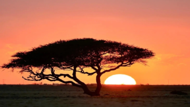 نباتات تبوك المحلية: 63 نوعاً تدعم السعودية الخضراء