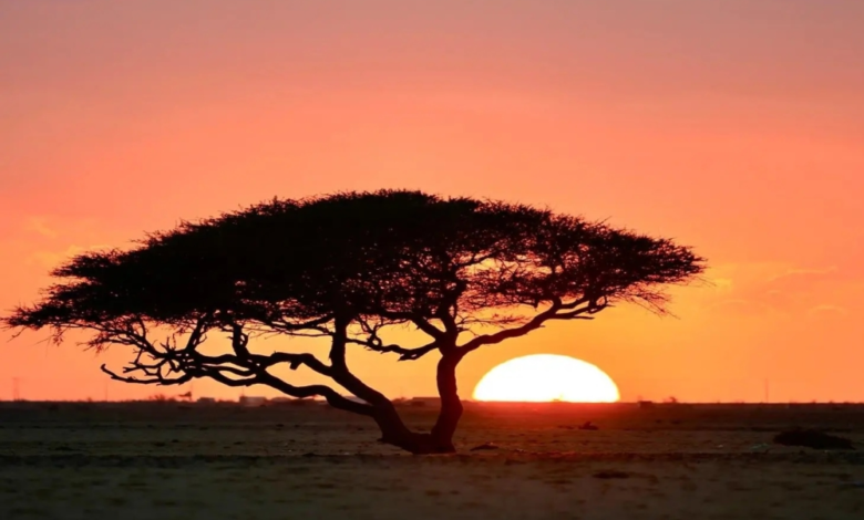 Tabuk's native plants: 63 species supporting a green Saudi Arabia