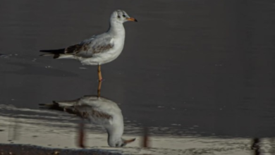 رصد النورس أسود الرأس بالحدود الشمالية: دلالات بيئية هامة