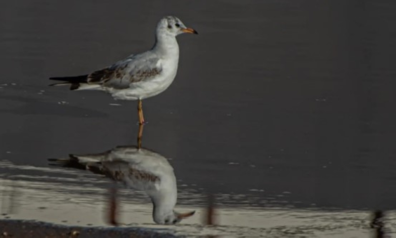 رصد النورس أسود الرأس بالحدود الشمالية: دلالات بيئية هامة