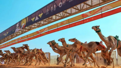 مهرجان خادم الحرمين للهجن 2026: الموعد والجوائز والتفاصيل