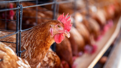 ارتفاع تغطية سعودي قاب للدواجن لـ 90% وإنتاج قياسي