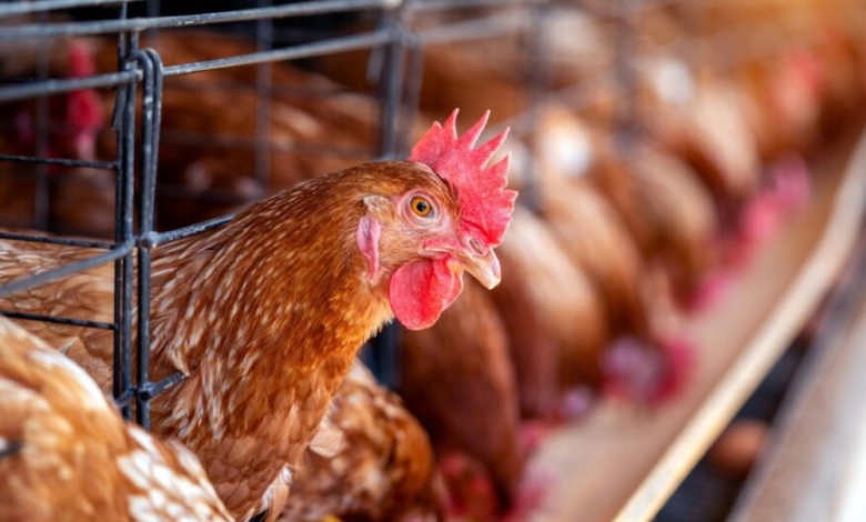 Saudi GAP Poultry's coverage rises to 90%, with record production