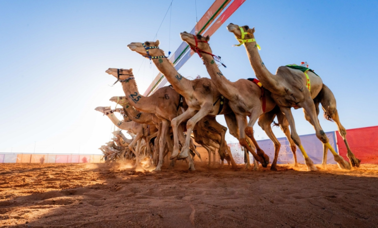 بدء تركيب شرائح مهرجان خادم الحرمين للهجن 2026 بالجنادرية