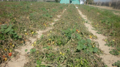 البيئة تعتمد التحقيق الإلكتروني بمخالفات الزراعة