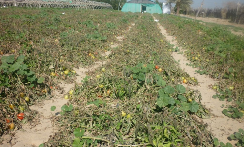 البيئة تعتمد التحقيق الإلكتروني بمخالفات الزراعة