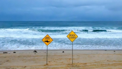 إغلاق شواطئ سيدني بعد هجمات أسماك القرش: تفاصيل الإجراءات