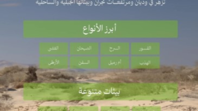 تعرف على 22 نوعاً من نباتات نجران لدعم السعودية الخضراء