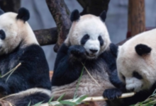 Japan bids farewell to pandas Xiao Xiao and Li Li: the end of an era of panda diplomacy