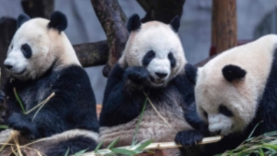 Japan bids farewell to pandas Xiao Xiao and Li Li: the end of an era of panda diplomacy