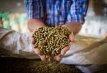 إيقاف الأعلاف المعمرة بالرف الرسوبي: الموعد والتفاصيل