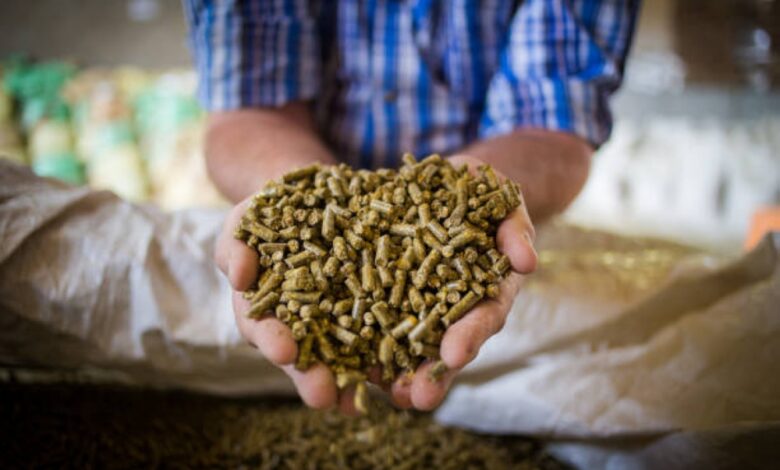 إيقاف الأعلاف المعمرة بالرف الرسوبي: الموعد والتفاصيل