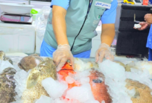 1110 kg of rotten fish seized in Jeddah, 738 violations recorded