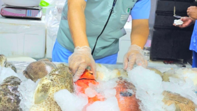 1110 kg of rotten fish seized in Jeddah, 738 violations recorded