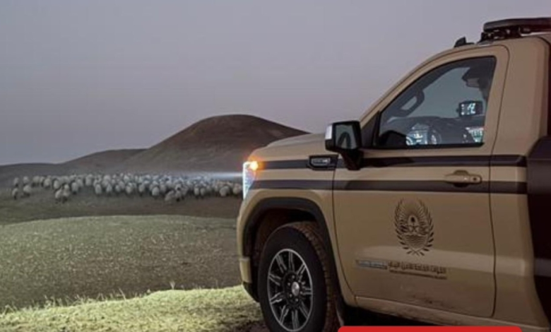 ضبط مخالفات رعي في محمية الملك عبدالعزيز وتغريم المخالفين