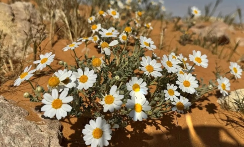 هوية الجوف النباتية: 27 نوعاً لدعم السعودية الخضراء