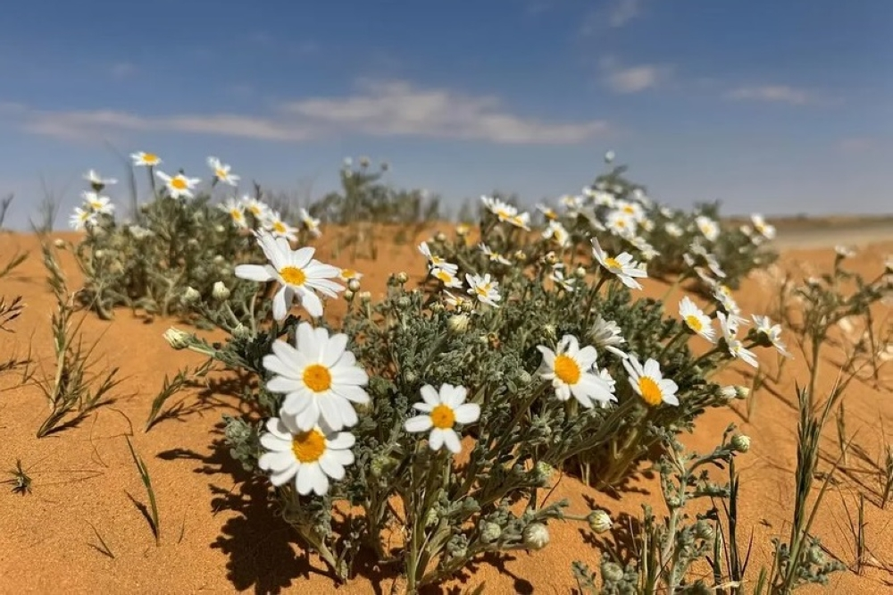 نباتات منطقة الجوف المحلية
