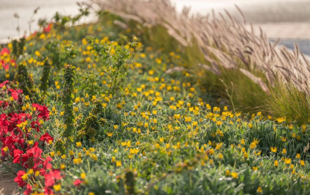 الغطاء النباتي في الجوف