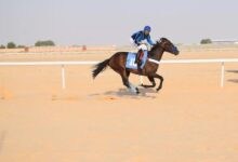 Requirements for organizing Arabian horse championships in Saudi Arabia 2024
