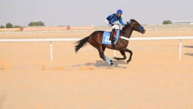 Requirements for organizing Arabian horse championships in Saudi Arabia 2024