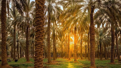 الاستقرار السياسي والاقتصادي في تأسيس السعودية