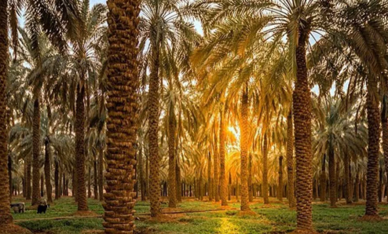 الاستقرار السياسي والاقتصادي في تأسيس السعودية