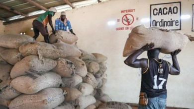انهيار أسعار الكاكاو 10% لأدنى مستوى بسبب تخمة المعروض