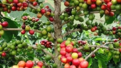 السعودية تفرض شروطاً صارمة لاستيراد شتلات البن وحجرها عامين