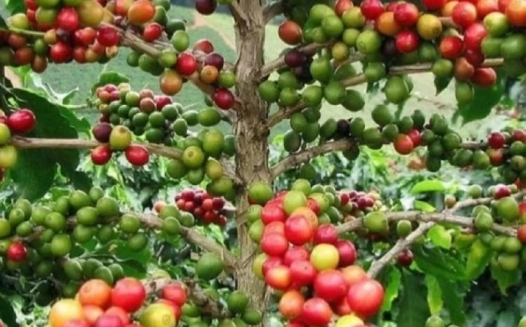 السعودية تفرض شروطاً صارمة لاستيراد شتلات البن وحجرها عامين