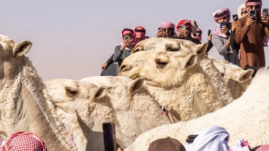 سحب لقب شلفا ولي العهد وغرامات بـ 3 ملايين ريال