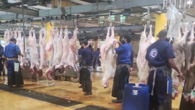 أسعار اللحوم في الطائف تقفز لـ 80 ريالاً في رمضان