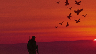 End of the 2025-2026 hunting season in Saudi Arabia: details and results