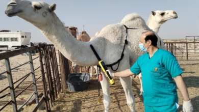 The Ministry of Environment reopens the process for deporting non-Saudi livestock through the Nama platform