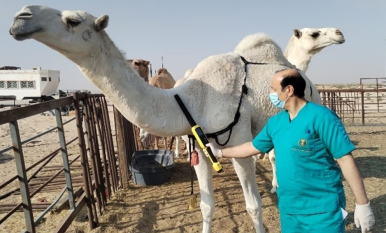البيئة تعيد فتح باب ترحيل مواشي غير السعوديين عبر منصة نما